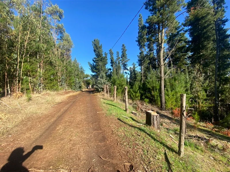 Imagen de Venta de Parcela en verde 7.059 m2 chol-chol Araucanía / camino a Galvarino